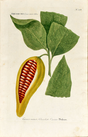 Johann Wilhelm Weinmann (1683-1741) Theobroma (Cacao) N. 278