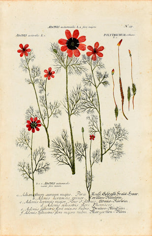 Johann Wilhelm Weinmann (1683-1741) Adonis & Polytrichum (Pheasant's-eye & Haircap Moss) N. 27