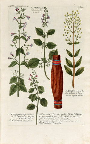 Johann Wilhelm Weinmann (1683-1741) Calamintha (Calamint) & Acorus (Sweet Flag) N. 281