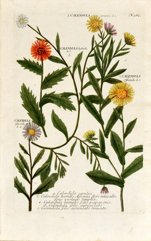 Johann Wilhelm Weinmann (1683-1741) Calendula (Marigold) N. 282