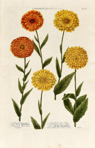 Johann Wilhelm Weinmann (1683-1741) Calendula (Marigold) N. 283