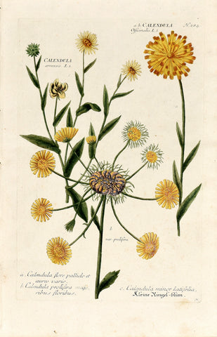 Johann Wilhelm Weinmann (1683-1741) Calendula (Marigold) N. 284
