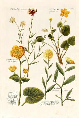 Johann Wilhelm Weinmann (1683-1741) Calendula (Marigold) & Caltha (Marsh Marigold) N. 285