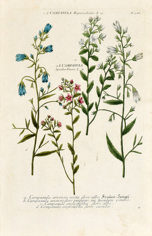 Johann Wilhelm Weinmann (1683-1741) Campanula (Bellflower) N. 286
