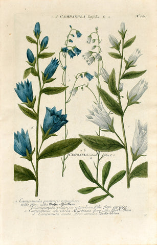 Johann Wilhelm Weinmann (1683-1741) Campanula (Bellflower) N. 287