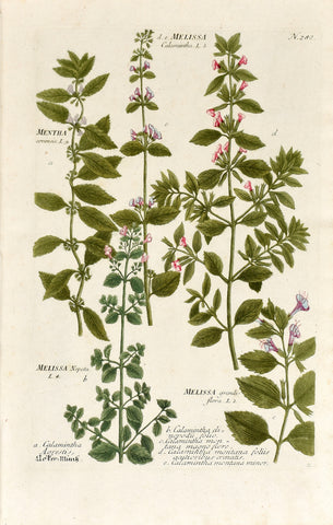 Johann Wilhelm Weinmann (1683-1741) Mentha (Mint) & Melissa/Calamintha (Calamint)N. 280