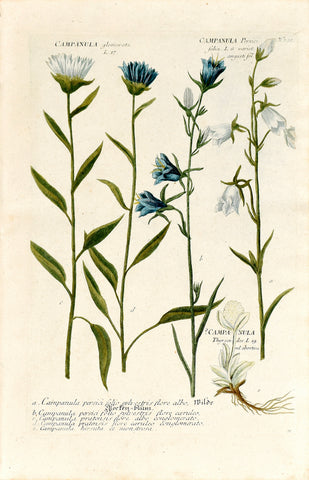 Johann Wilhelm Weinmann (1683-1741) Campanula (Bellflower) N. 291