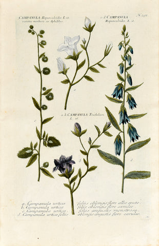 Johann Wilhelm Weinmann (1683-1741) Campanula (Bellflower) N. 292