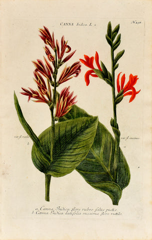 Johann Wilhelm Weinmann (1683-1741) Canna indica (Indian Shot) N. 298