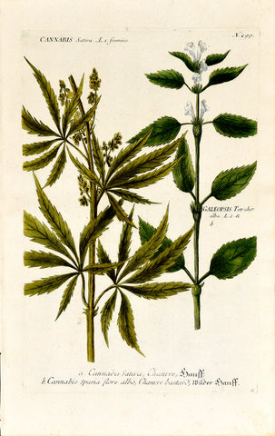Johann Wilhelm Weinmann (1683-1741) Cannabis sativa (Hemp) & Galeopsis (Nettle) N. 299