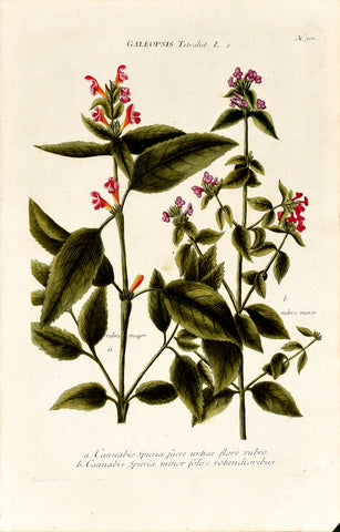 Johann Wilhelm Weinmann (1683-1741) Galeopsis (Hemp-nettle) N. 301