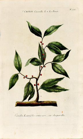 Johann Wilhelm Weinmann (1683-1741) Croton (Cascarilla) N. 302