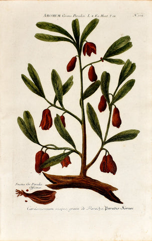 Johann Wilhelm Weinmann (1683-1741) Amomum (Grains of Paradise) N. 305