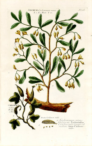 Johann Wilhelm Weinmann (1683-1741) Amomum (Cardamom) N. 306
