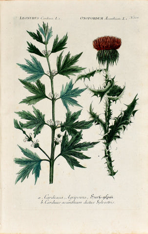 Johann Wilhelm Weinmann (1683-1741) Leonurus (Motherwort) & Onopordum (Cotton Thistle) N. 307
