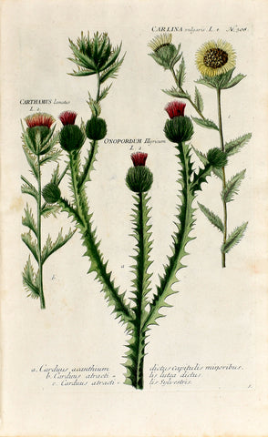 Johann Wilhelm Weinmann (1683-1741) Onopordum (Thistle) & Carthamus (Safflower) N. 308