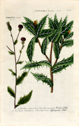 Johann Wilhelm Weinmann (1683-1741) Serratula (Saw-wort) & Centaurea (Blessed Thistle) N. 309