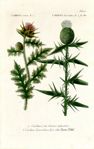 Johann Wilhelm Weinmann (1683-1741) Carduus (Thistle) N. 310