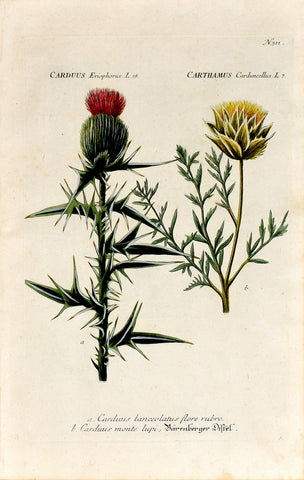 Johann Wilhelm Weinmann (1683-1741) Carduus (Thistle) & Carthamus (Safflower) N. 311
