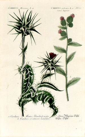 Johann Wilhelm Weinmann (1683-1741) Carduus (Thistle) N. 313