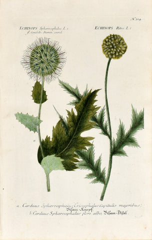 Johann Wilhelm Weinmann (1683-1741) Echinops (Globe Thistle) N. 314