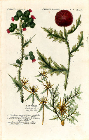 Johann Wilhelm Weinmann (1683-1741) Carduus (Thistle) & Centaurea (Star Thistle) N. 316
