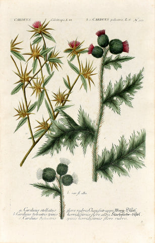 Johann Wilhelm Weinmann (1683-1741) Carduus (Thistle) N. 317