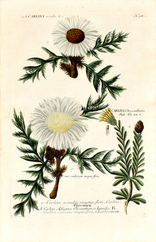 Johann Wilhelm Weinmann (1683-1741) Carlina (Carline Thistle) N. 318