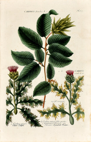 Johann Wilhelm Weinmann (1683-1741) Carpinus (Hornbeam) & Carduus (Thistle) N. 319