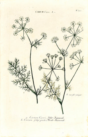 Johann Wilhelm Weinmann (1683-1741) Carum (Caraway) N. 321