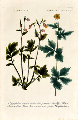 Johann Wilhelm Weinmann (1683-1741) Geum (Avens) N. 322