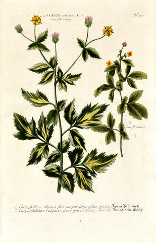 Johann Wilhelm Weinmann (1683-1741) Geum (Avens) N. 323