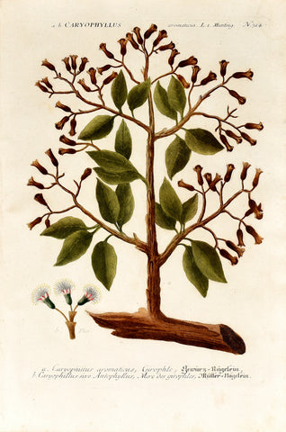 Johann Wilhelm Weinmann (1683-1741) Caryophyllus (Clove) N. 324