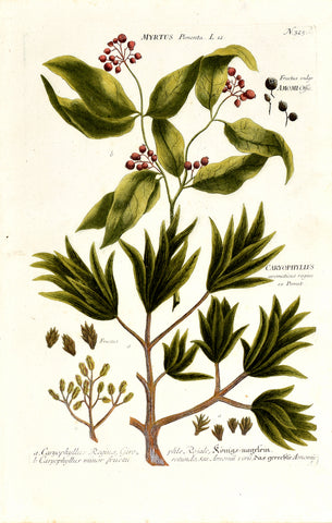Johann Wilhelm Weinmann (1683-1741) Myrtus (Allspice) & Caryophyllus (Clove) N. 325