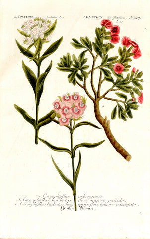 Johann Wilhelm Weinmann (1683-1741) Dianthus (Pink) N. 327
