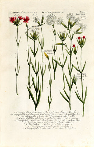 Johann Wilhelm Weinmann (1683-1741) Dianthus (Pink) N. 331