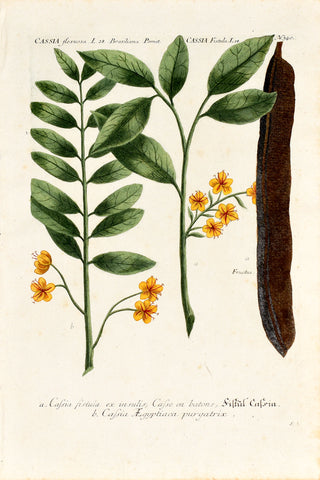 Johann Wilhelm Weinmann (1683-1741) Cassia (Senna) N. 340