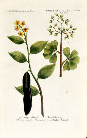 Johann Wilhelm Weinmann (1683-1741) Cassia (Senna) & Winterana (Canella) N. 341