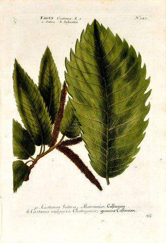 Johann Wilhelm Weinmann (1683-1741) Castanea (Chestnut) N. 343