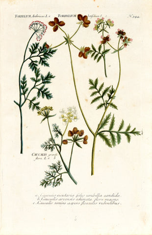 Johann Wilhelm Weinmann (1683-1741) Tordylium (Hedge Parsley) & Caucalis (Bur Parsley) N. 344