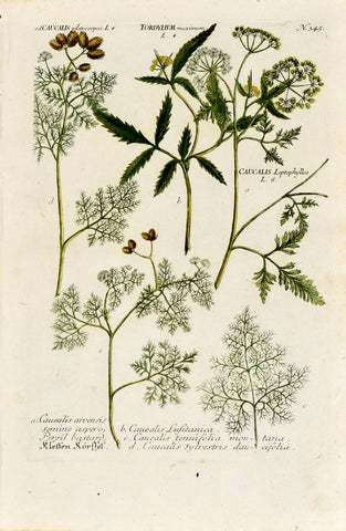 Johann Wilhelm Weinmann (1683-1741) Tordylium (Hedge Parsley) & Caucalis (Bur Parsley) N. 345