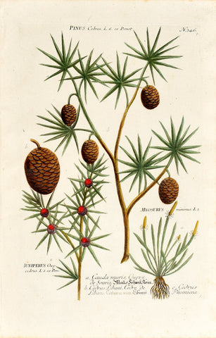 Johann Wilhelm Weinmann (1683-1741) Pinus (Cedar) & Juniperus (Juniper) & Myosurus (Mousetail) N. 346