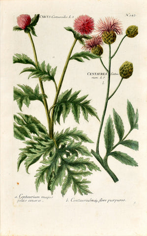 Johann Wilhelm Weinmann (1683-1741) Cnicus (Blessed Thistle) & Centaurea (Knapweed) N. 347