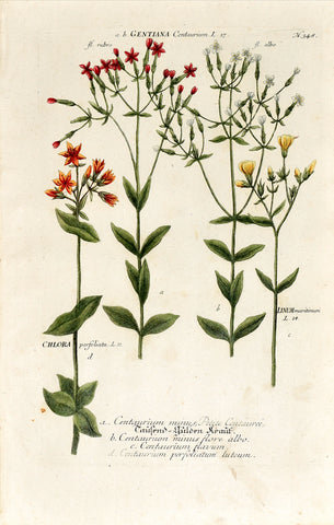 Johann Wilhelm Weinmann (1683-1741) Gentiana (Centaury) & Chlora (Yellow-wort) & Linum (Flax) N. 348