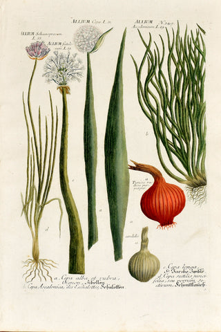 Johann Wilhelm Weinmann (1683-1741) Allium (Onion, Shallot & Chives) N. 349