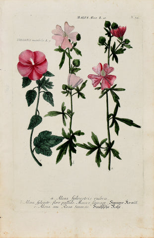 Johann Wilhelm Weinmann (1683-1741) Malva & Hibiscus (Mallow & Confederate Rose) N. 34