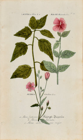 Johann Wilhelm Weinmann (1683-1741) Lavatera, Malope & Althaea (Mallow) N. 35