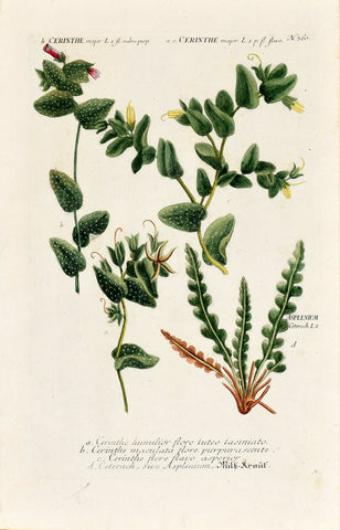 Johann Wilhelm Weinmann (1683-1741) Cerinthe (Honeywort) & Asplenium (Spleenwort) N. 360