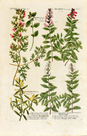 Johann Wilhelm Weinmann (1683-1741) Teucrium (Germander) & Veronica (Speedwell) & Polygala (Milkwort) N. 361