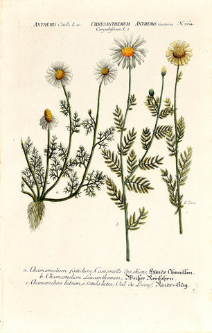 Johann Wilhelm Weinmann (1683-1741) Anthemis (Chamomile) & Chrysanthemum (Daisy)N. 364